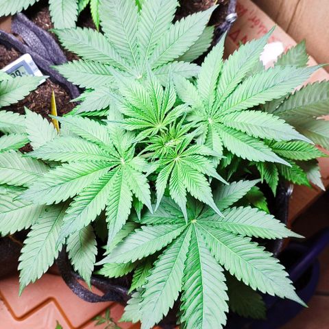 Alice (ST2) growlog timeline photo