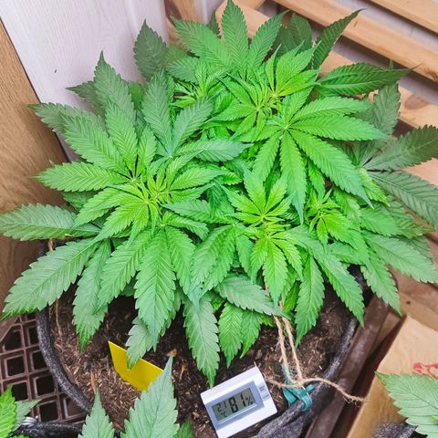 Clarisse (ST1) growlog timeline photo