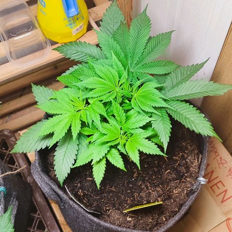Holly (SP) growlog timeline photo