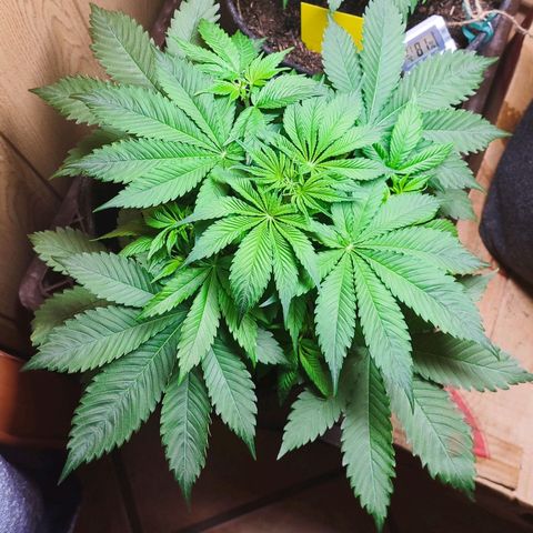 Alice (ST2) growlog timeline photo