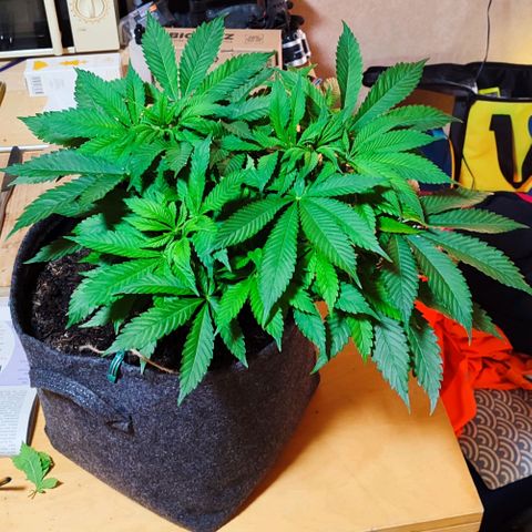 Clarisse (ST1) growlog timeline photo