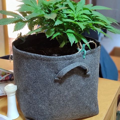 Clarisse (ST1) growlog timeline photo