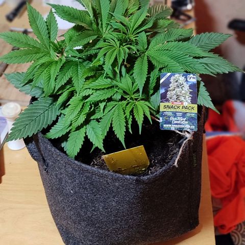 Holly (SP) growlog timeline photo