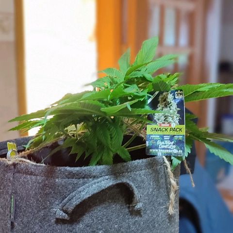 Holly (SP) growlog timeline photo