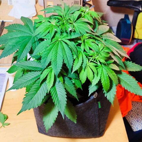 Alice (ST2) growlog timeline photo