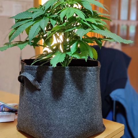 Alice (ST2) growlog timeline photo