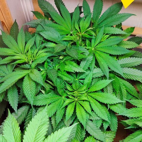Clarisse (ST1) growlog timeline photo