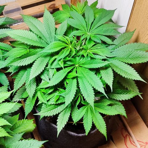Holly (SP) growlog timeline photo
