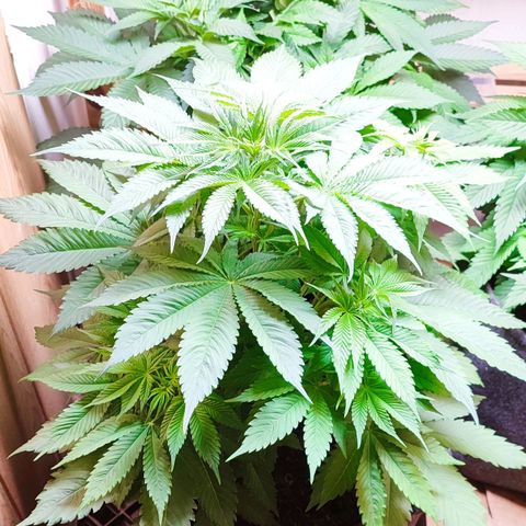 Alice (ST2) growlog timeline photo