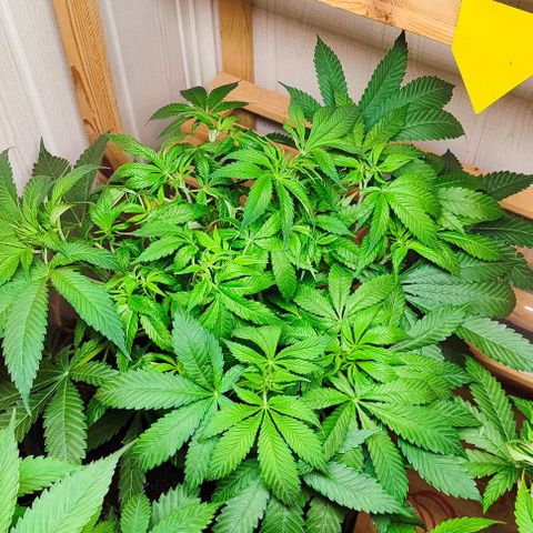Clarisse (ST1) growlog timeline photo