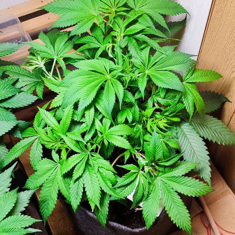 Holly (SP) growlog timeline photo
