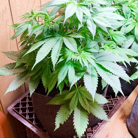 Alice (ST2) growlog timeline photo