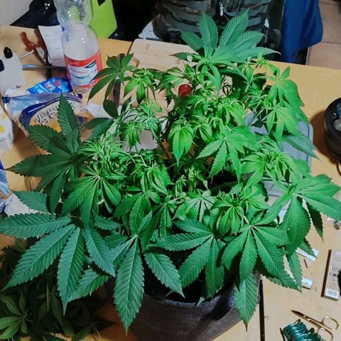 Clarisse (ST1) growlog timeline photo