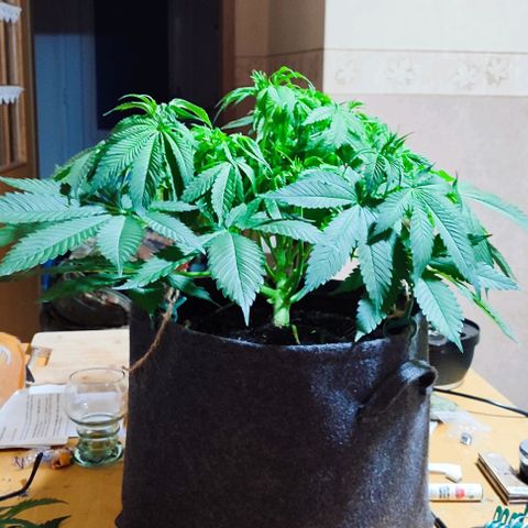 Clarisse (ST1) growlog timeline photo