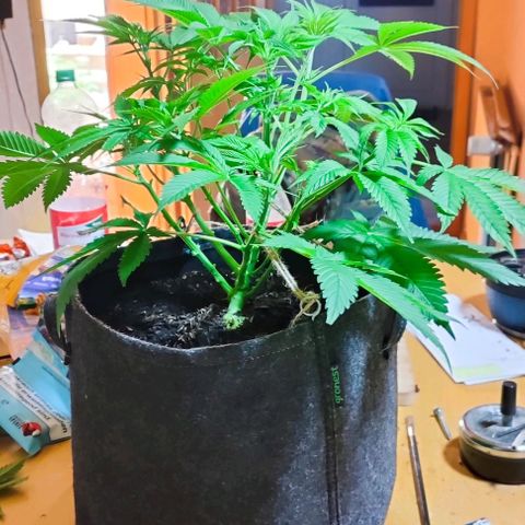 Holly (SP) growlog timeline photo