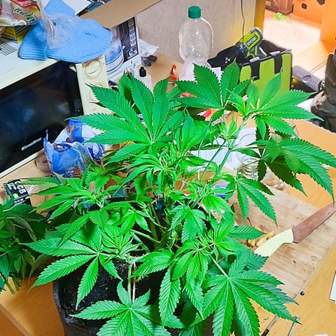 Holly (SP) growlog timeline photo