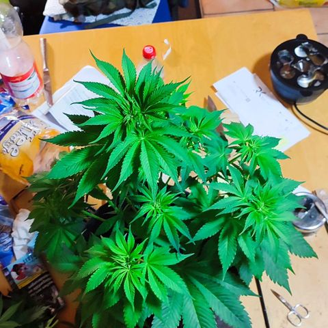 Alice (ST2) growlog timeline photo