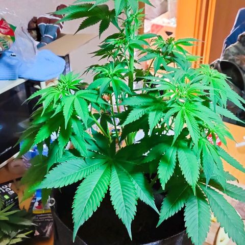 Alice (ST2) growlog timeline photo