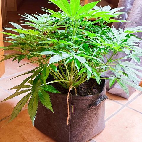 Clarisse (ST1) growlog timeline photo