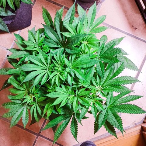 Holly (SP) growlog timeline photo