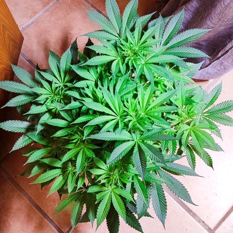 Clarisse (ST1) growlog timeline photo
