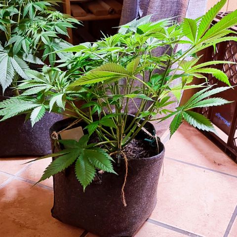 Holly (SP) growlog timeline photo