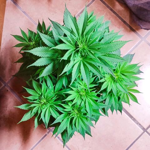 Alice (ST2) growlog timeline photo