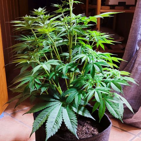 Alice (ST2) growlog timeline photo