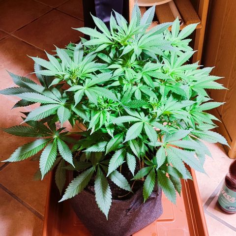 Clarisse (ST1) growlog timeline photo