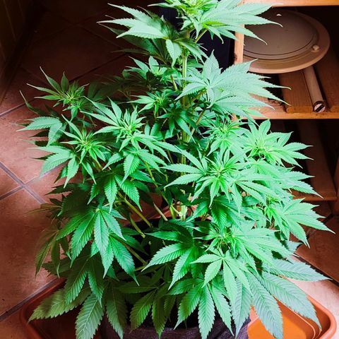 Alice (ST2) growlog timeline photo