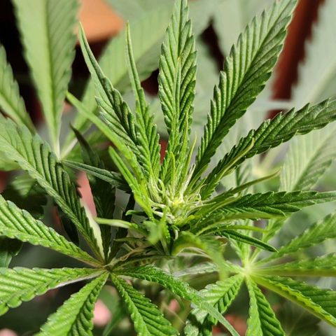 Clarisse (ST1) growlog timeline photo