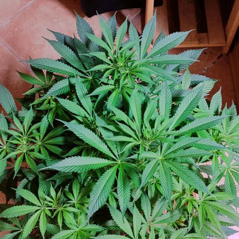 Clarisse (ST1) growlog timeline photo
