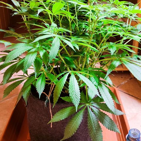 Clarisse (ST1) growlog timeline photo