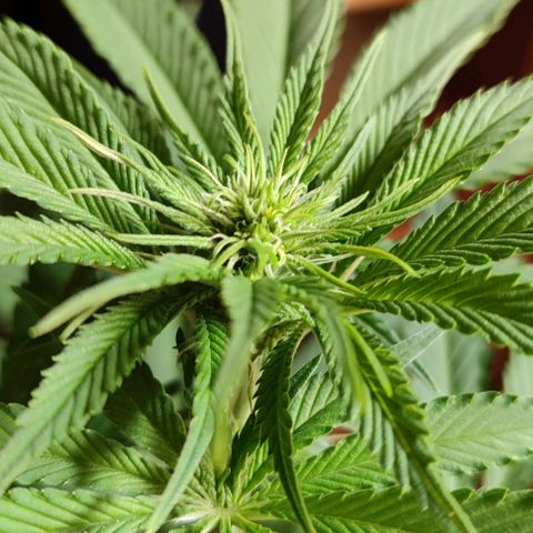 Alice (ST2) growlog timeline photo