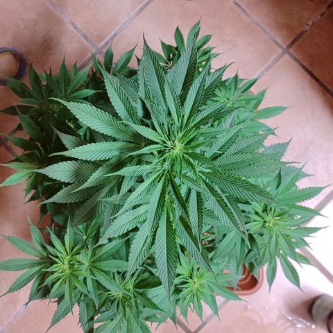 Alice (ST2) growlog timeline photo
