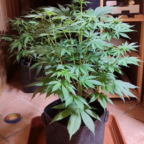 Alice (ST2) growlog timeline photo