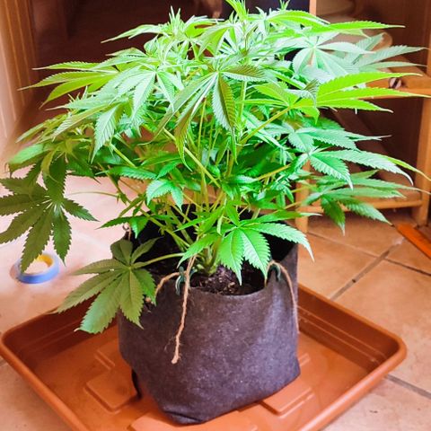 Holly (SP) growlog timeline photo
