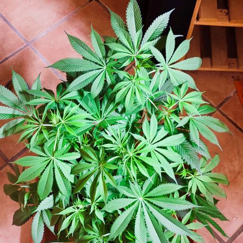 Holly (SP) growlog timeline photo