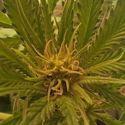 Clarisse (ST1) growlog timeline photo