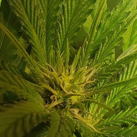 Clarisse (ST1) growlog photo: Nebenbud