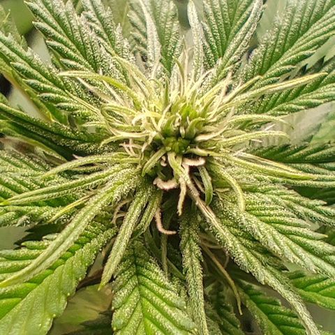 Alice (ST2) growlog timeline photo
