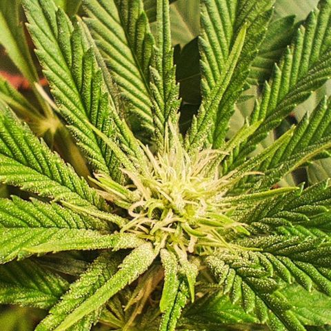 Clarisse (ST1) growlog timeline photo