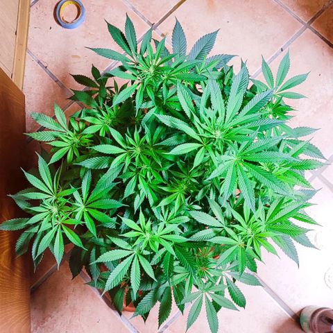 Clarisse (ST1) growlog timeline photo