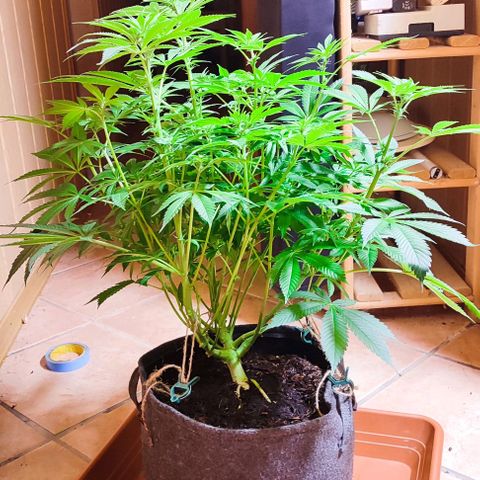 Clarisse (ST1) growlog timeline photo