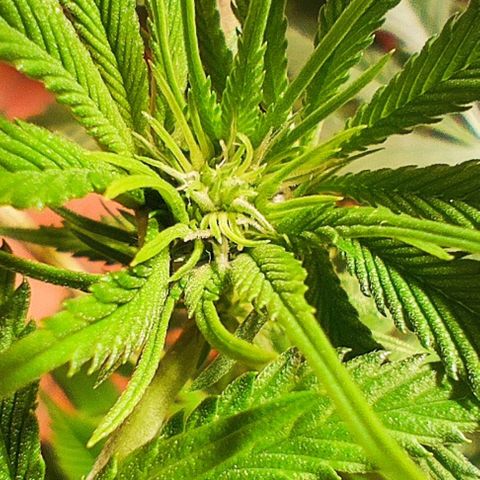 Holly (SP) growlog timeline photo