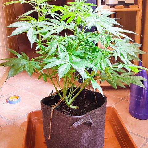 Holly (SP) growlog timeline photo