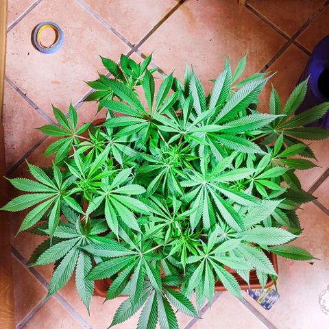 Holly (SP) growlog timeline photo