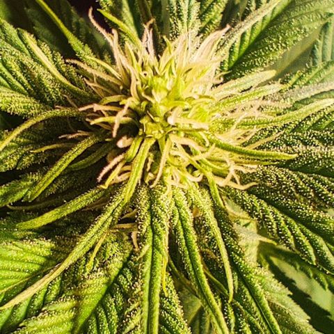 Alice (ST2) growlog timeline photo