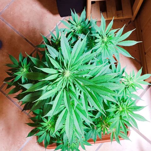 Alice (ST2) growlog timeline photo