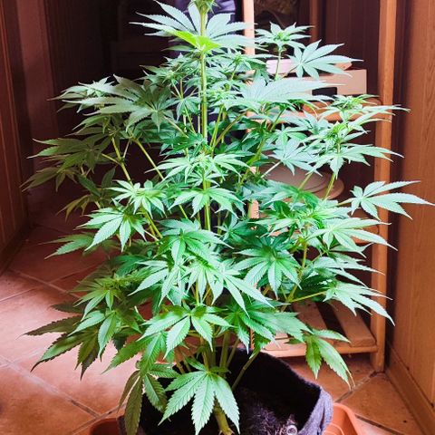 Alice (ST2) growlog timeline photo